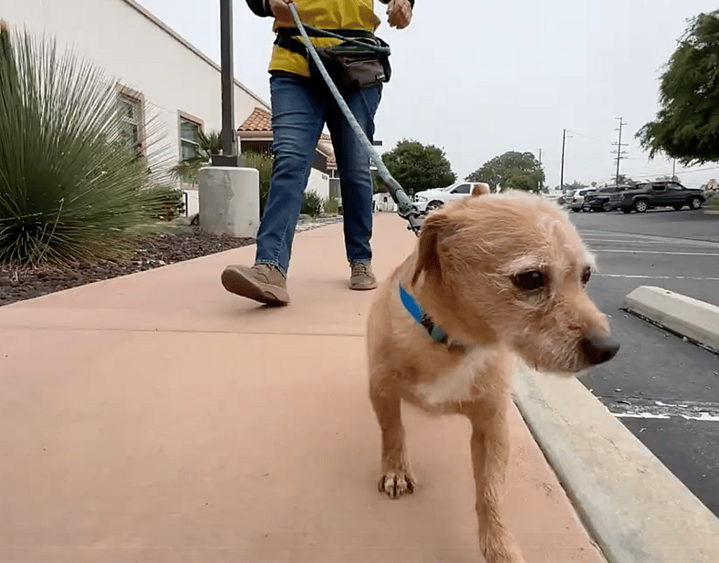Tiny Terrier Barked at Everyone—But One Leash Changed Everything